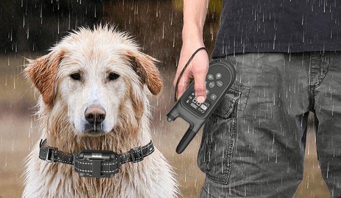 Un guide sur les colliers de dressage de chiens pour votre chiot