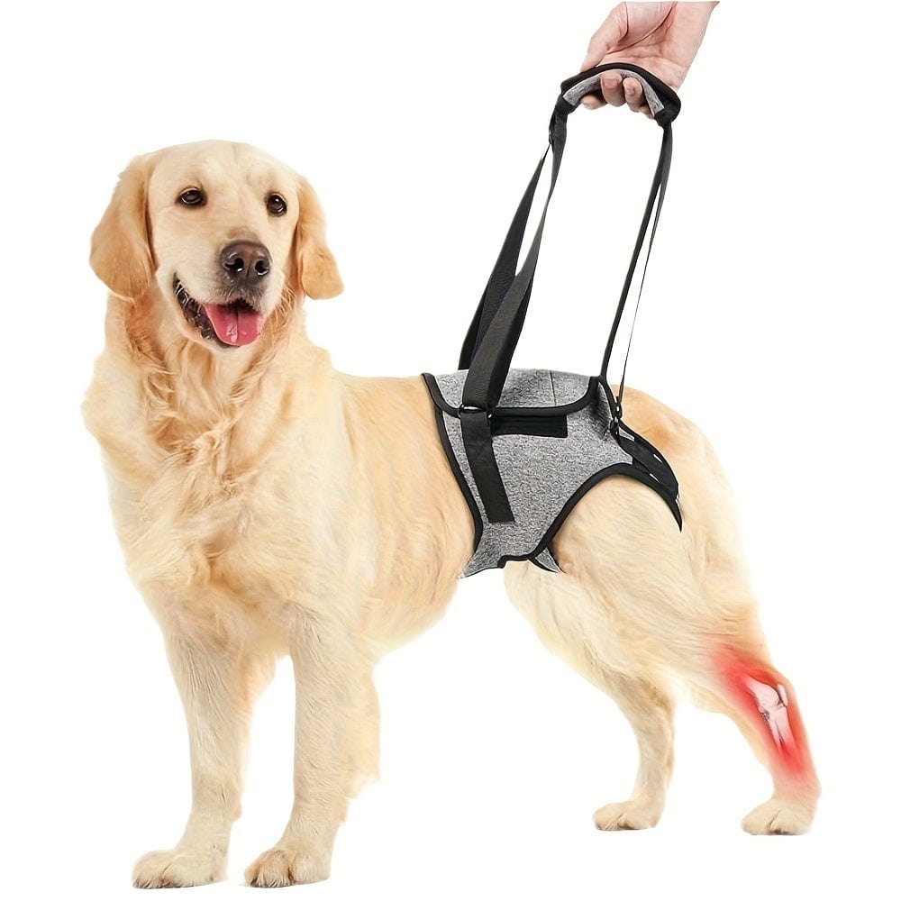 Harnais de soutien pattes arrière chien – Aide mobilité & rééducation