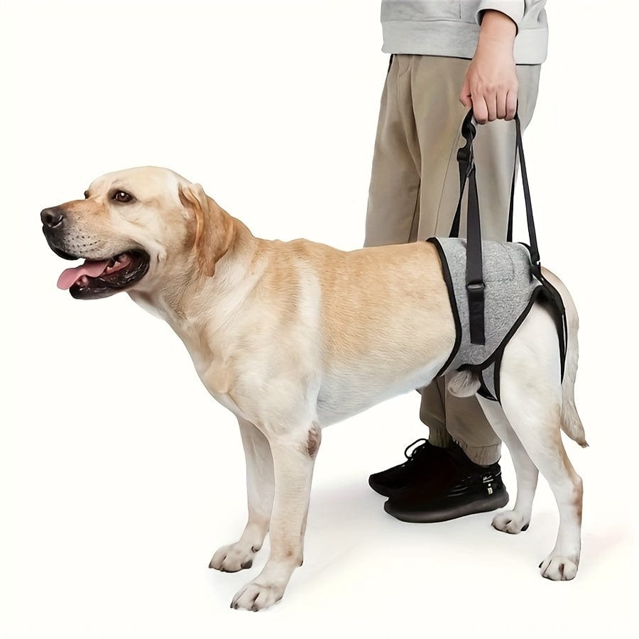 Harnais de soutien pattes arrière chien – Aide mobilité & rééducation