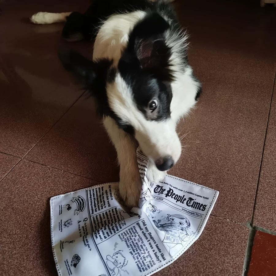 Jouet interactif pour chien – Imitation journal & cartes de poker
