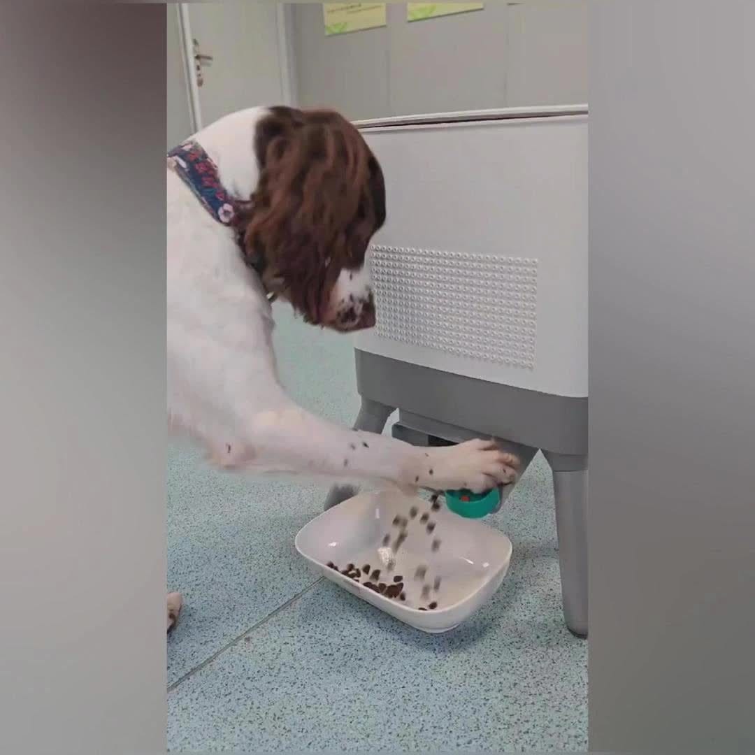 Distributeur automatique 8,5L pour chats & chiens – Réserve hermétique