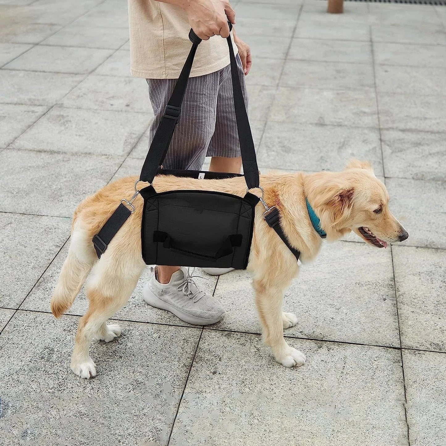 Harnais de soutien chien âgé – Aide marche & récupération