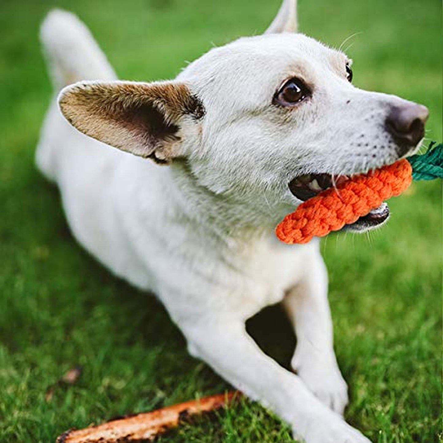 Jouet Chiot Chien- 7 Pcs Jouets Durables Pour Chiens Pour Chiots/Petits Chiens. Jouet À Mâcher Corde De Dentition Pour Chiot Et Jouet De Chien En Peluche Avec Sac À Linge - Coton Naturel - One PETS-TOP
