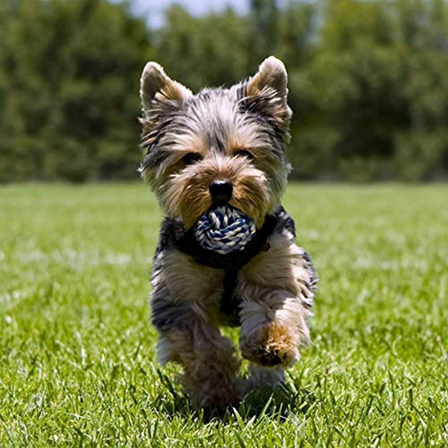 Jouet Chiot Chien- 7 Pcs Jouets Durables Pour Chiens Pour Chiots/Petits Chiens. Jouet À Mâcher Corde De Dentition Pour Chiot Et Jouet De Chien En Peluche Avec Sac À Linge - Coton Naturel - One PETS-TOP
