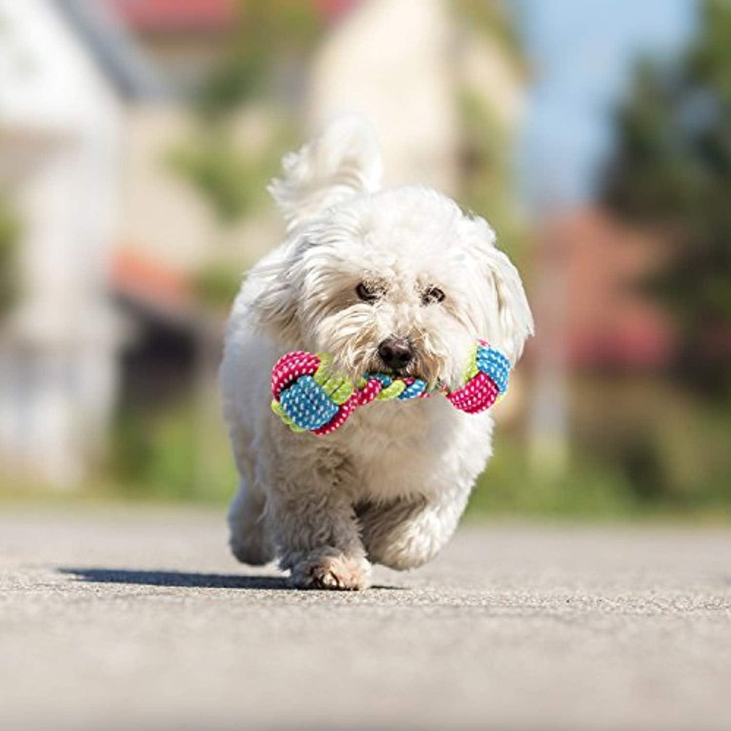 Jouets Pour Animaux De Compagnie De Différentes Tailles Pour Chiens De Petite Et Moyenne Taille (Lot De 10) Rouge - One PETS-TOP