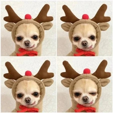 Froggiewarm: Pull Capuche Grenouille Pour Chiens ๐ธ๐ถ - One PETS-TOP