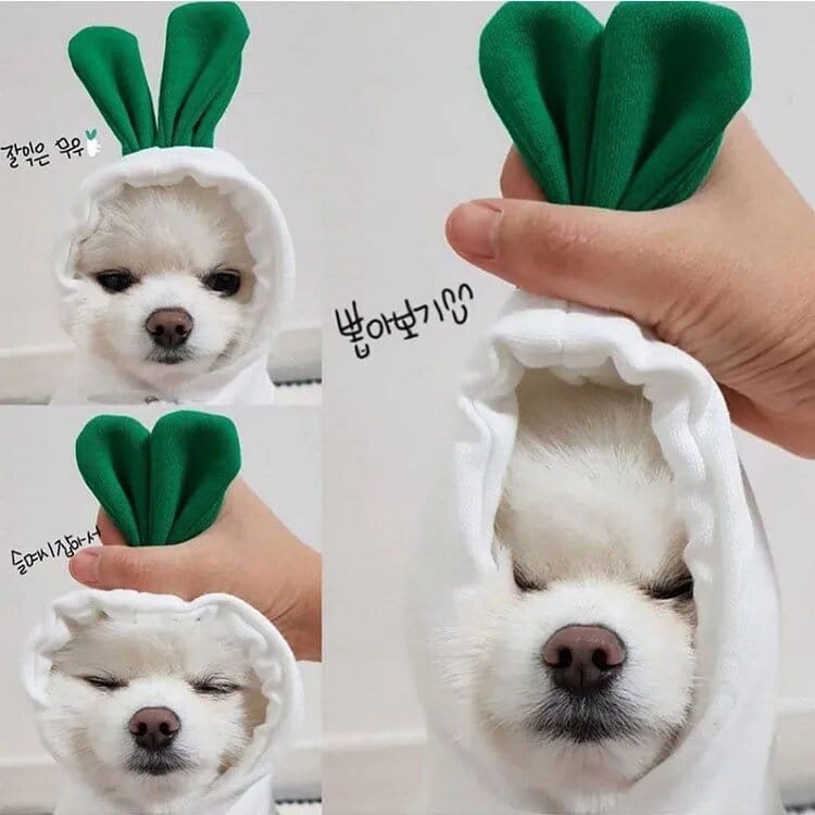 Froggiewarm: Pull Capuche Grenouille Pour Chiens ๐ธ๐ถ - One PETS-TOP