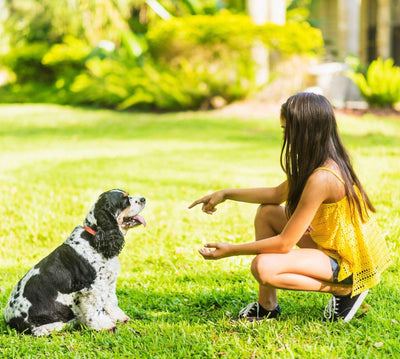 10 tours amusants et faciles à faire avec votre chien - One PETS-TOP