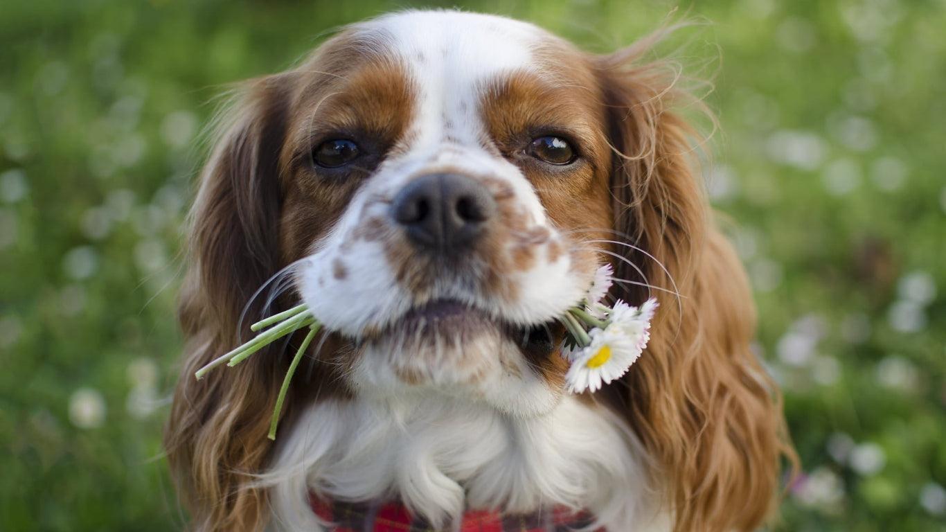 15 races de chiens pour une personne âgée