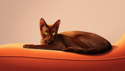 oriental shorthair chat