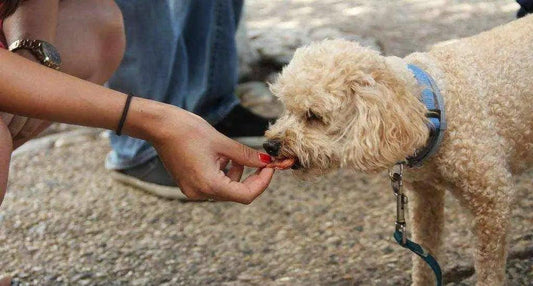 5 aliments dangereux que vous ne devriez pas donner à votre chien