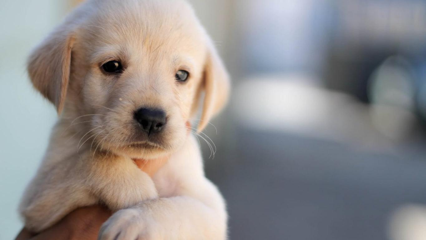 5 étapes pour convaincre son compagnon d'avoir un chien