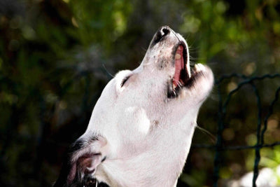 Aboiement que dit la loi ? - One PETS-TOP