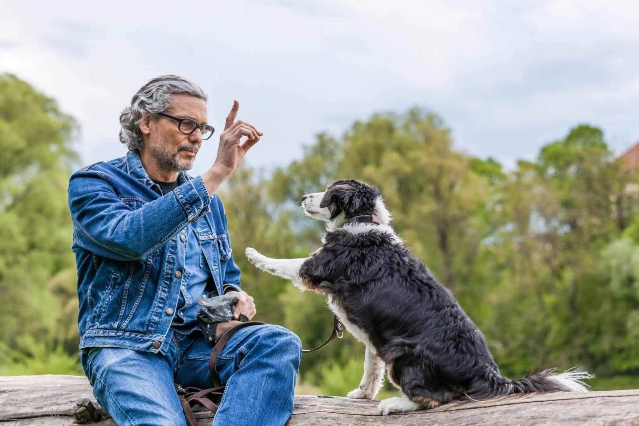 Apprentissage des ordres de base à son chien - One PETS-TOP