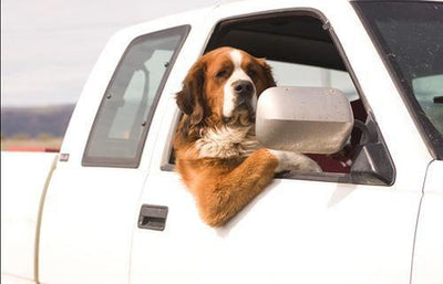Avantages d'une housse de siège d'auto pour chiens - One PETS-TOP