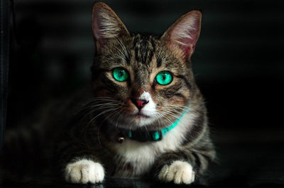 Bien transporter son chat pour les vacances : Que faut-il faire ? - One PETS-TOP