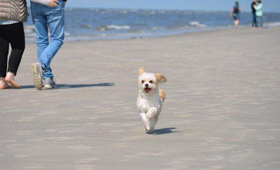 Ce que vous devez savoir sur les chiots Cavachon