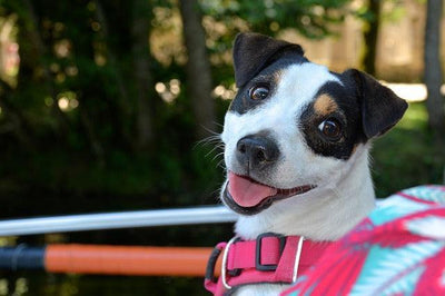 Choisir quel collier d'aboiement pour Jack Russell - One PETS-TOP