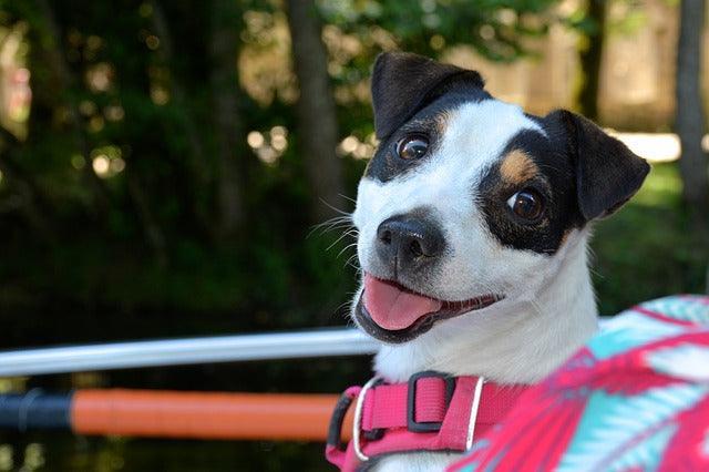 Choisir quel collier d'aboiement pour Jack Russell