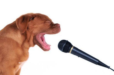 Colliers anti-aboiement : tout ce que vous devez savoir pour faire un choix éclairé - One PETS-TOP