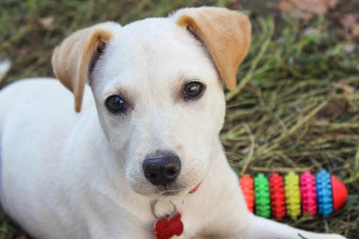 COMMENT APPRENDRE À UN CHIEN À RÉAGIR À UN NOM ?