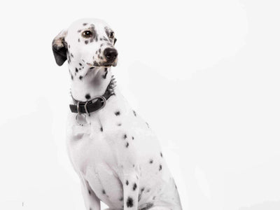 Comment brosser un chien à poils courts ?