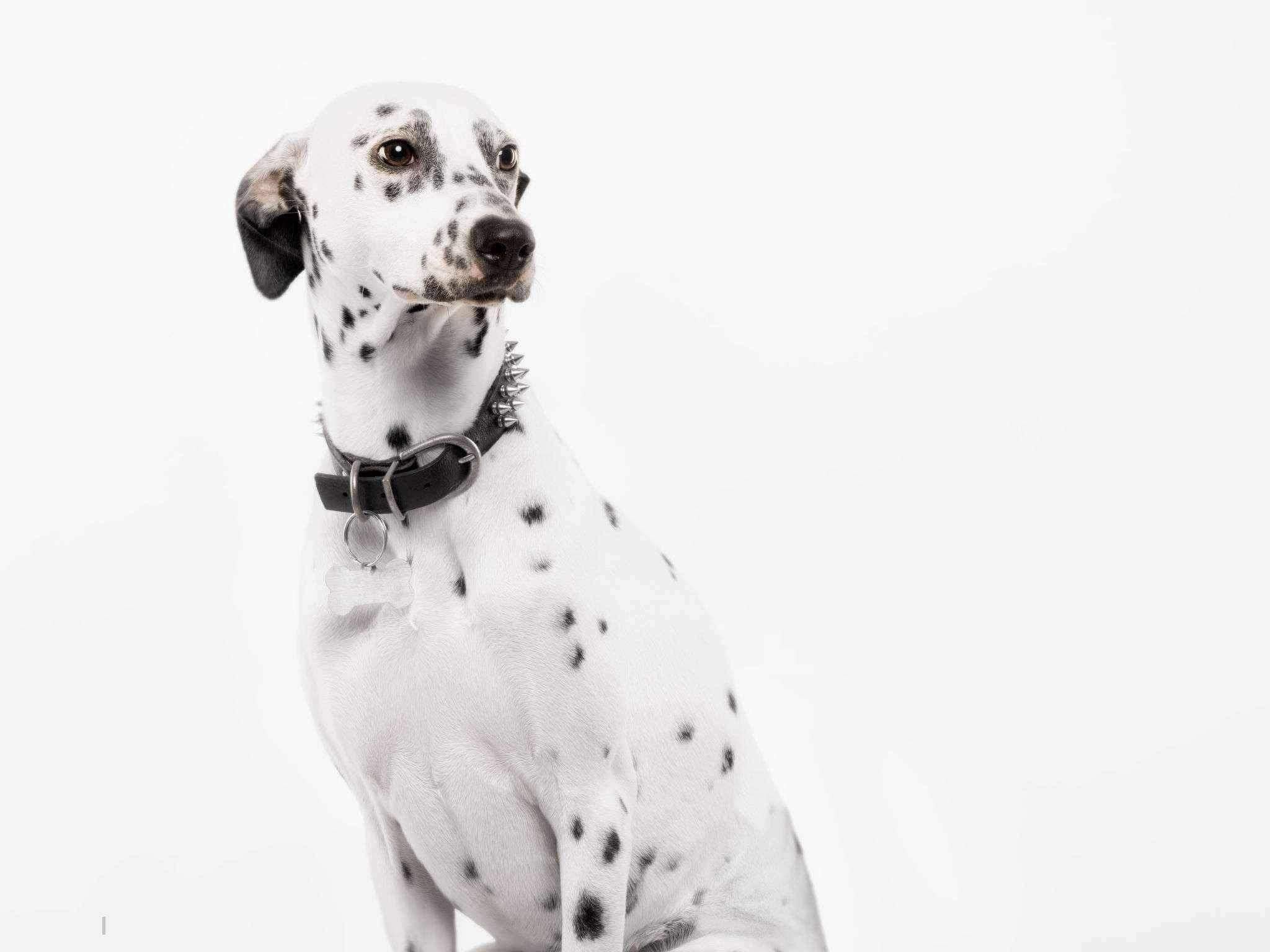 Comment brosser un chien à poils courts ?