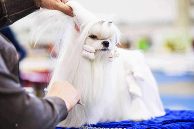 Comment brosser un chien à poils longs ?