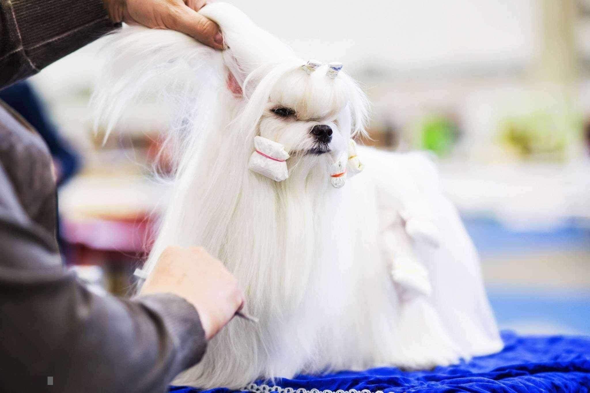 Comment brosser un chien à poils longs ?