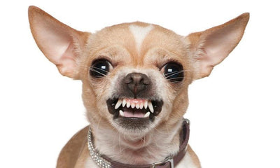 Comment brosser un chien qui ne se laisse pas faire ?