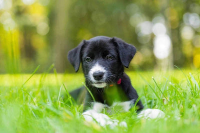 Comment dresser son chien ?