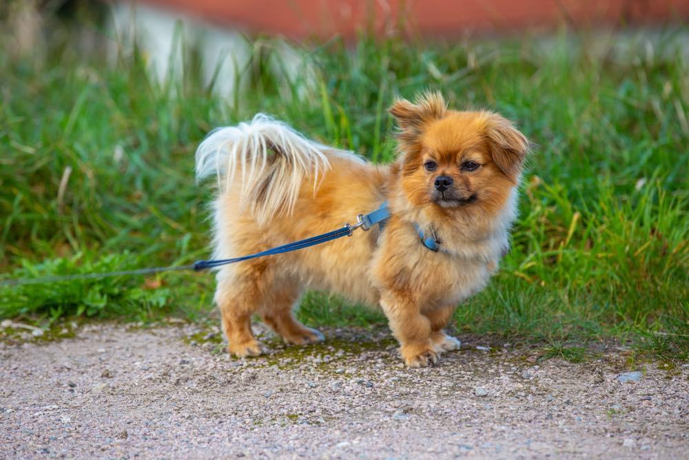 Comment élever un Affenhuahua ? - One PETS-TOP