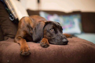 Comment enlever les poils sur le canapé et les vêtements ? - One PETS-TOP
