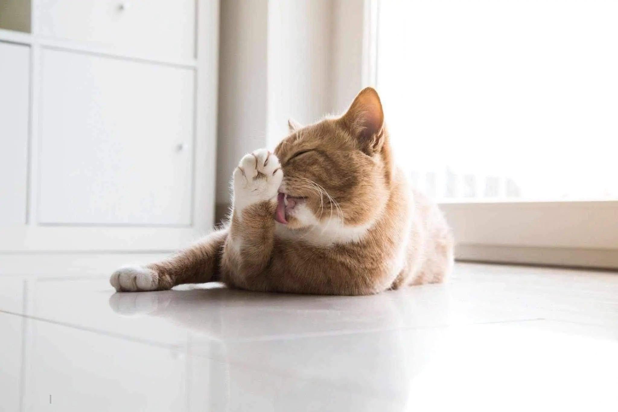 Comment faire pour éviter les boules de poils ? - One PETS-TOP