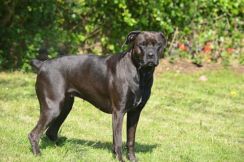 Comment garder votre Boxador en bonne santé - One PETS-TOP