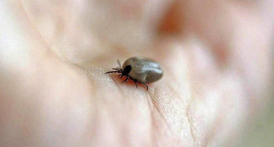 Comment lutter contre les puces et les tiques ?