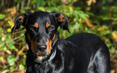 Comment obtenir un chiot de Beauceron
