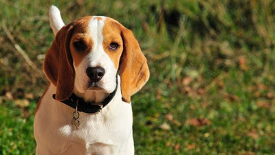 Comment prendre soin de votre Drever ? - One PETS-TOP
