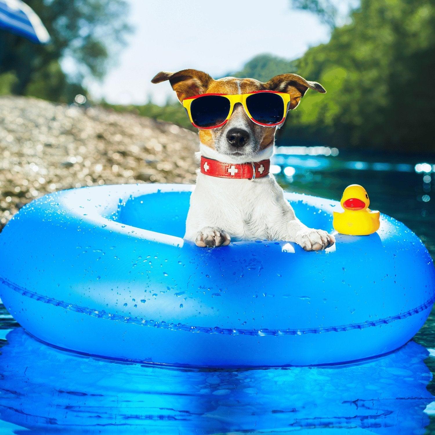 COMMENT RAFRAÎCHIR UN CHIEN ?