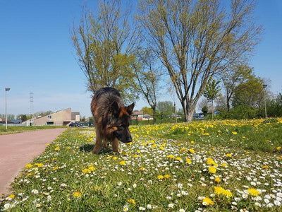 Comment retrouver un chien perdu : conseils, avertissements et mesures à prendre
