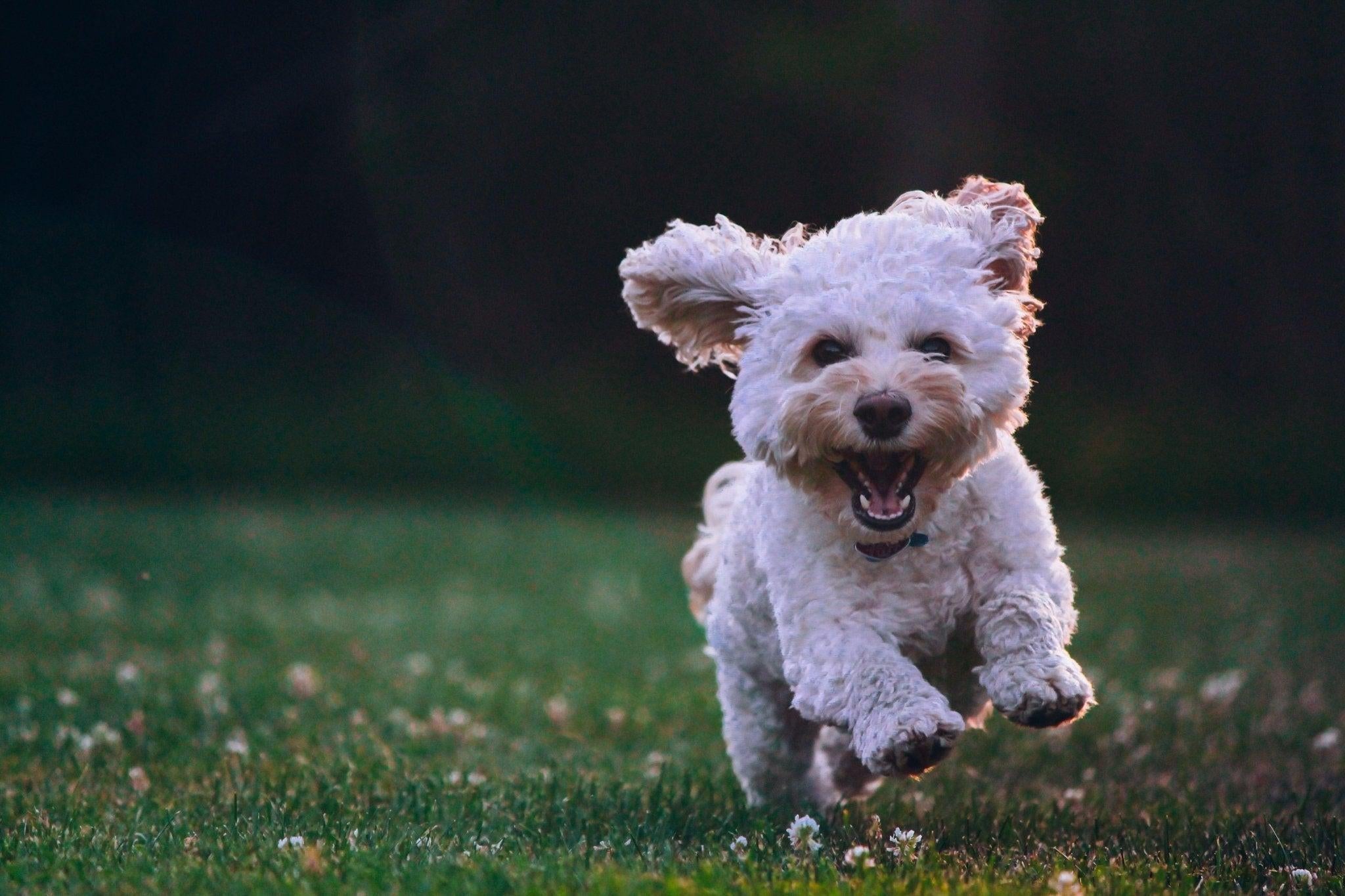 Comment utiliser le renforcement positif pour dresser votre chien - One PETS-TOP