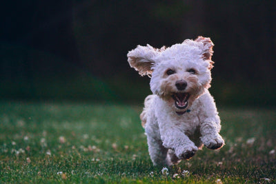 Comment utiliser le renforcement positif pour dresser votre chien