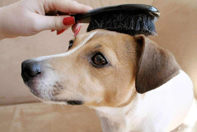 Comparatif : quel est la meilleure brosse pour chien ?