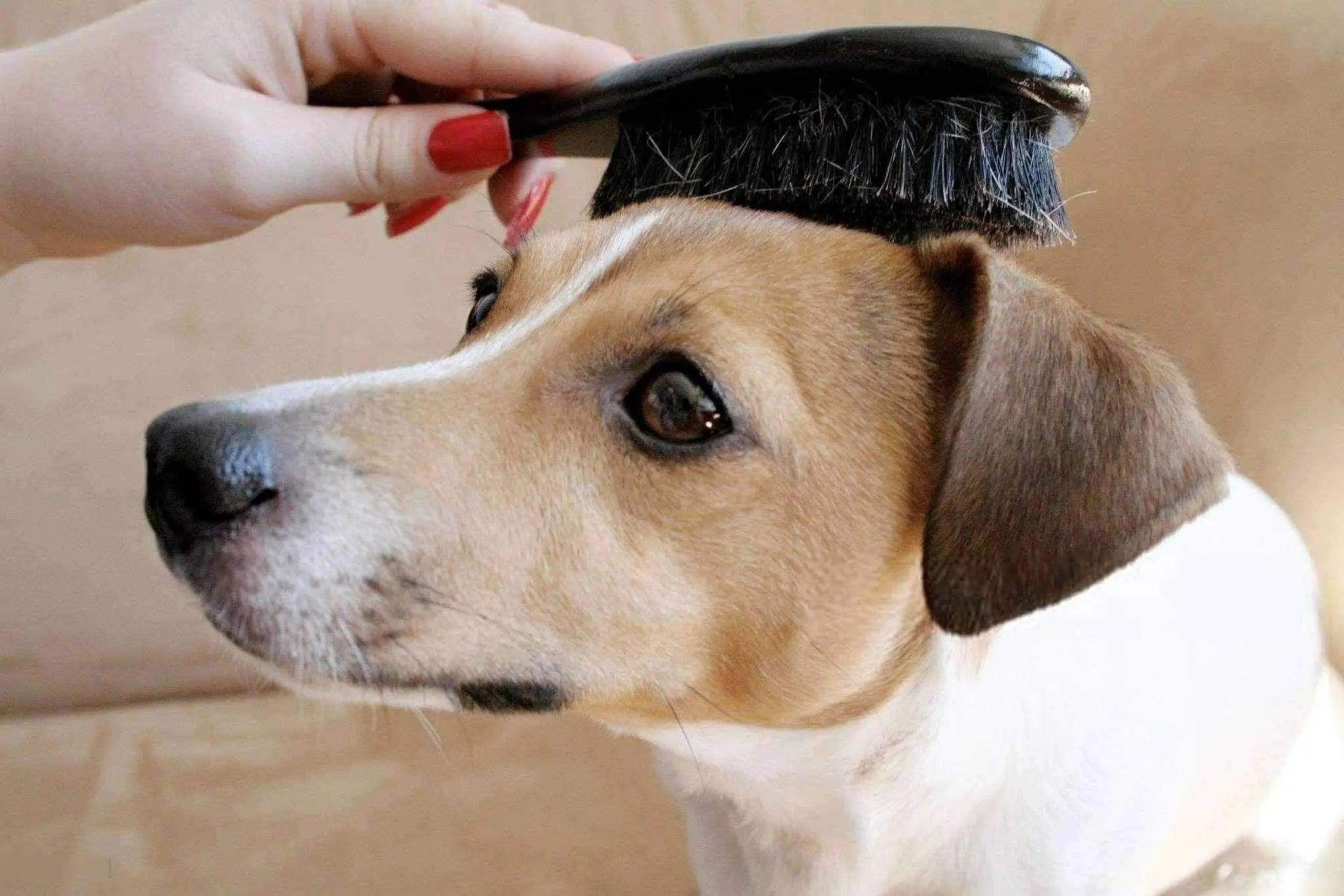 Comparatif : quel est la meilleure brosse pour chien ?