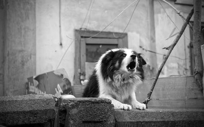 Conseils pour éviter qu'un chien n'aboie excessivement - One PETS-TOP