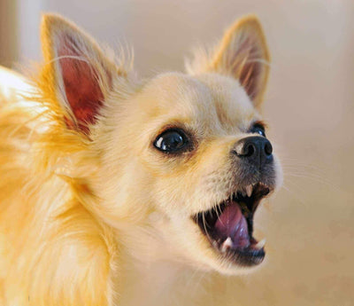 Différents types de Colliers Anti Aboiement - One PETS-TOP