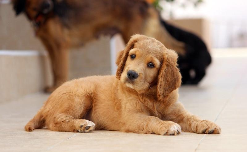 Épagneul Cocker Cavalier - One PETS-TOP