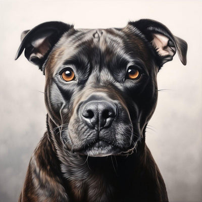 Faut-il un permis pour un Staffordshire Bull Terrier (Staffie) ? - One PETS-TOP