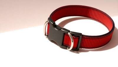 collier anti fugue chien