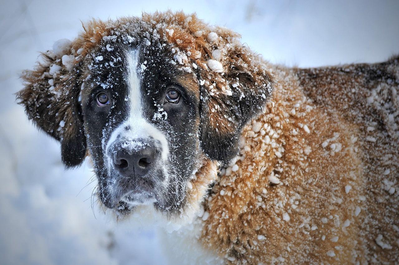 Guide de la race Saint Bernard